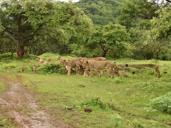 Asiatic lions are pride of Gujarat, but poster contains photos of African lions