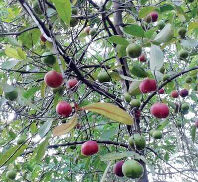 A fresh attempt to revive kokum