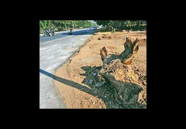 A 100 trees hacked for Vibrant Summit in Gujarat