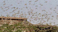 Locust swarms attack parts of Lucknow 