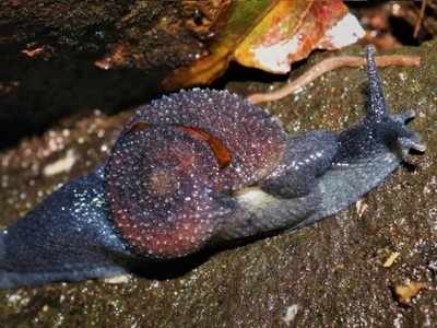 New snail variety discovered in Maharashtra, named after Mumbai scientist