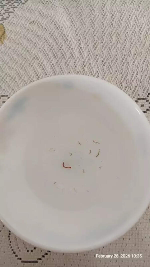 Red Bloodworms Flow Out In Water From Taps In Pune’s Mhalunge Area