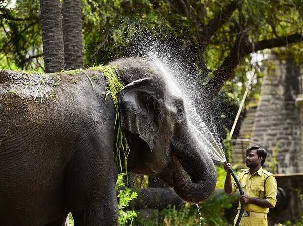 Hyderabad's zoo residents know just how to beat the heat