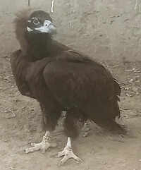 Tagged Indian vulture injured, rescued in Pakistan