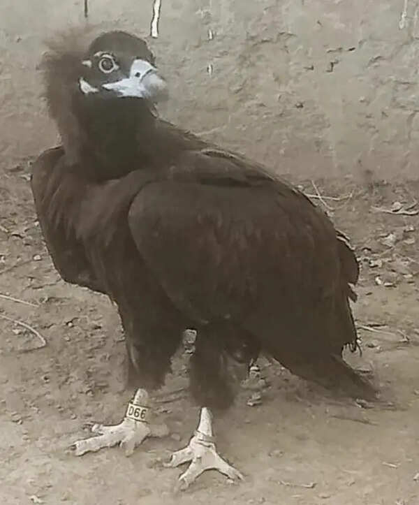 Tagged Indian vulture injured, rescued in Pakistan