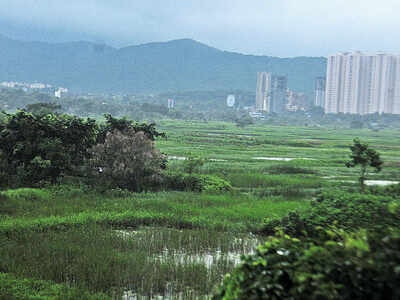 Bombay High Court lifts stay on felling of 1,878 trees for four public projects, including Metro 4 line