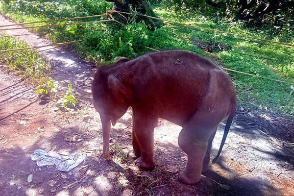 Injured elephant calf treated and reunited with its mother in Tenkasi
