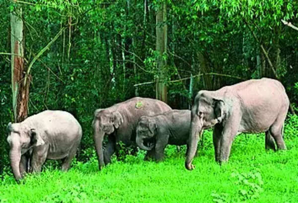Odisha team to study elephant behaviour in Hazaribag