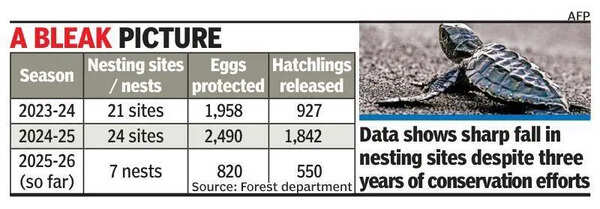 Olive ridley nesting drops 60% along Mangaluru coast this season
