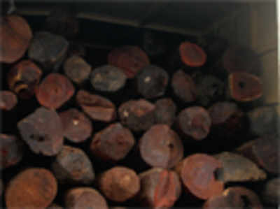 Red sanders worth Rs 36 cr seized by CCB officials