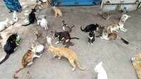 Pune: Over 100 hungry cats gather in market for milk 
