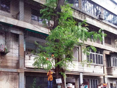 Malad tragedy: Residents say BMC did not act on tree complaint