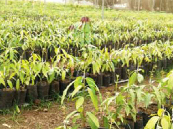 Kesar farmers to reap fruits of Israel technology
