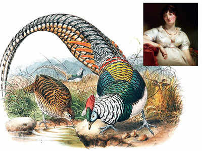 Lady Amherst and her pheasant