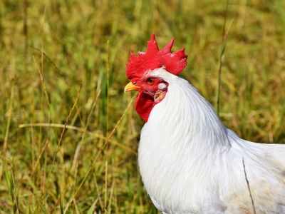 Bird flu outbreak reported in Kozhikode; alert issued