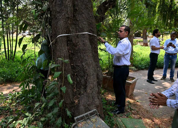 Did Mumbai turn greener in 8 years? 64 teams with measuring tapes will reveal
