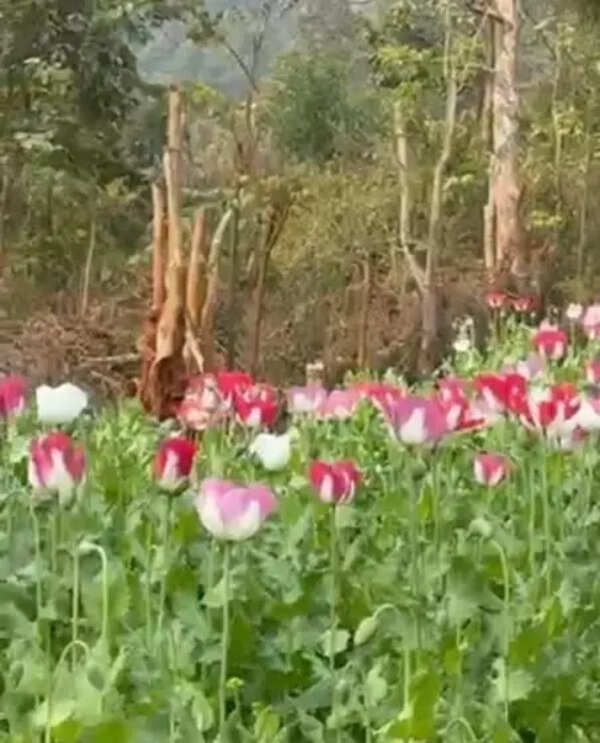 Anti-drug STF destroys 1.8L lakh opium plants in Mandi district