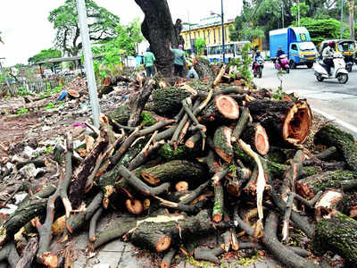 For railways work, 176 trees to fall off-track