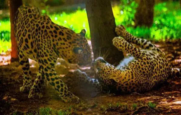 Leopard visits Raheja Heights again at Dindoshi, new cage trap set by forest department