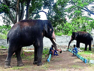 Criticism mounts as Karnataka preps to send 9 jumbos to Andhra Pradesh