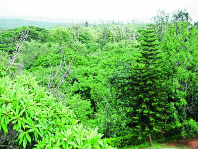 Conservationist seeks halt to eco-tourism project in forest