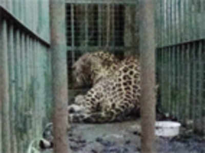 Leopard caught in Udupi, sent to Pilikula