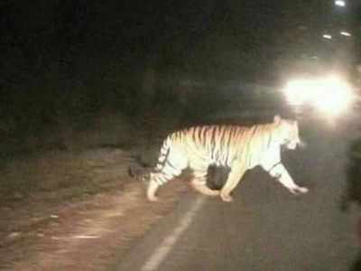 West Bengal: Lalgarh tiger flees from the net, injures two locals; Speeding vehicle kills leopard in Kashmir