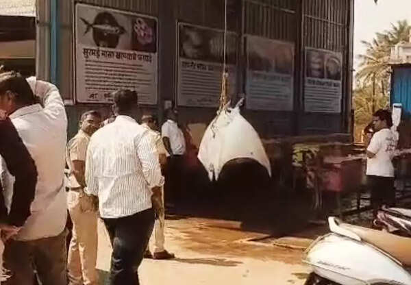 Fish trader booked for illegal possession, sale of critically endangered spinetail devil ray in Kolhapur