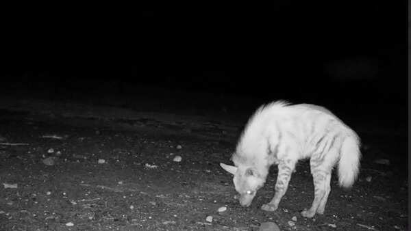 Pups, hyenas join ‘urban’ wolves, raise habitat hope in West Bengal's Durgapur grasslands