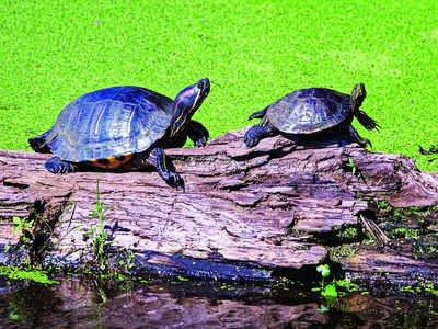Lake ecology turns turtle