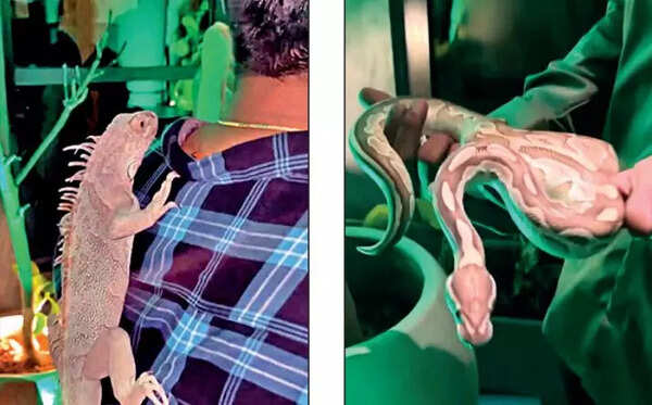 Hyderabad pub lets revellers dance with exotic reptiles; 7 booked