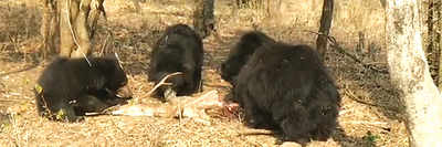In a first, sloth bears prey on spotted deer at BBP