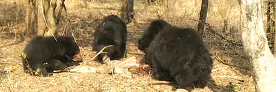 In a first, sloth bears prey on spotted deer at BBP