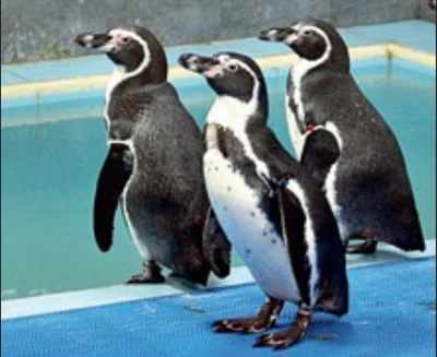 6 zoo penguins pair up, young Bubble left alone