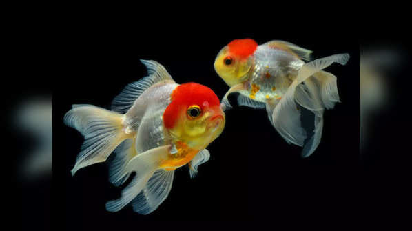 These fishes are extraordinary