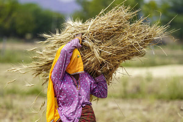 Over 22,000 hectares of standing crops hit by storms in Bhagalpur: Govt