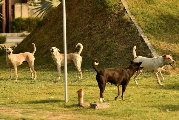 Stray pups dumped in Mullanpur, Nayagaon spark safety concerns