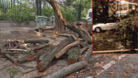 Several trees uprooted due to heavy rainfall in Bengaluru 
