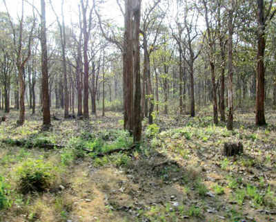 Nagarahole worth $148mn, but only if it is conserved