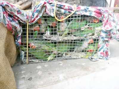 PIL urges to stop sale of exotic animals in Mum