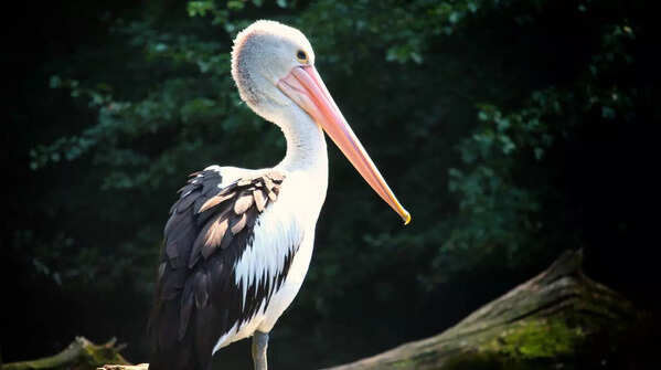 American White Pelican