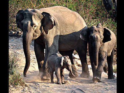 Corbett scare: Tigers killing, eating elephants