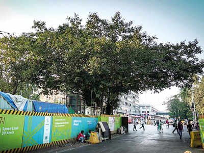 150-yr-old banyan tree spared the Metro axe; MMRCL and traffic police chalk out alternate arrangements