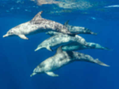 Dolphins have social networks too!