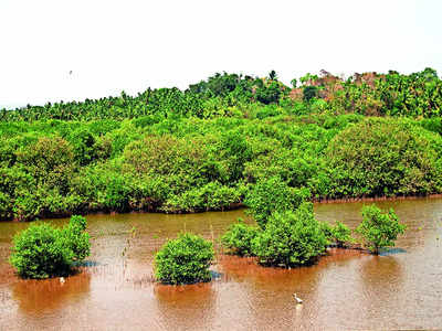 Our mangroves are shrinking