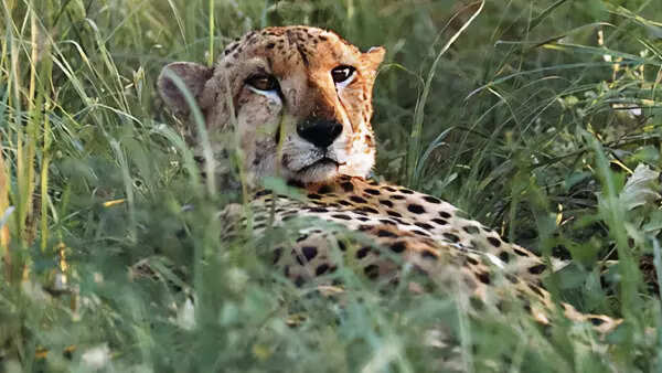 Why was there such a rush to bring in cheetahs, asks wildlife expert