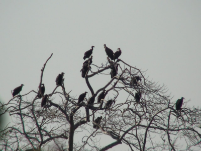 Cyclone Nisarga causes extensive damage to vulture nests in Shrivardhan and Mahad areas of Raigad