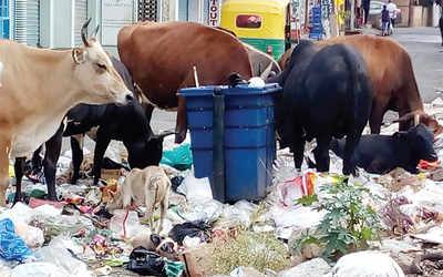 Garbage chokes Lal Bahadur Shastri Nagar