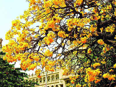 When Bengaluru bloomed gold!