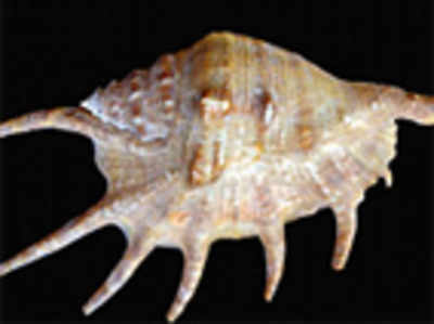 M’lore Univ to show off rare sea shells